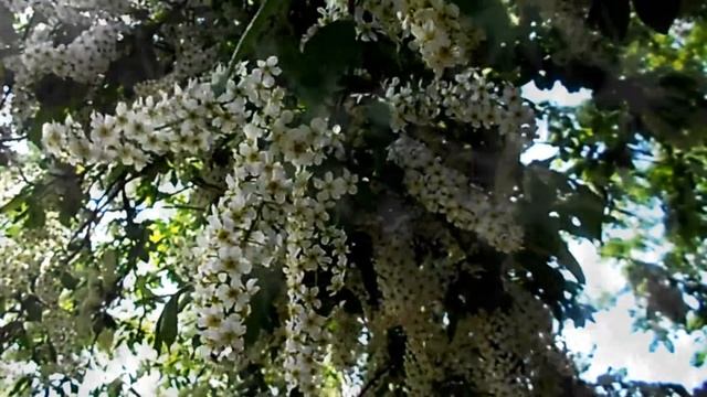 Футаж Черёмуха irisha смотреть онлайн