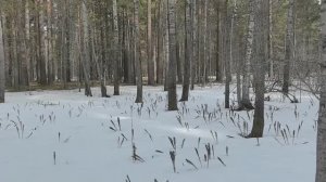 ИЩУ ГЛУХАРИНЫЙ ТОК В ПЕРСПЕКТИВНОМ МЕСТЕ