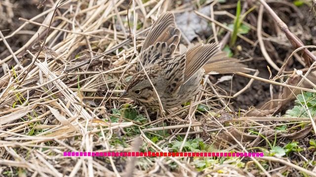 Lincoln's Sparrow Song & Photos смотреть онлайн