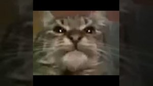 кит ты маму мав? оригинал