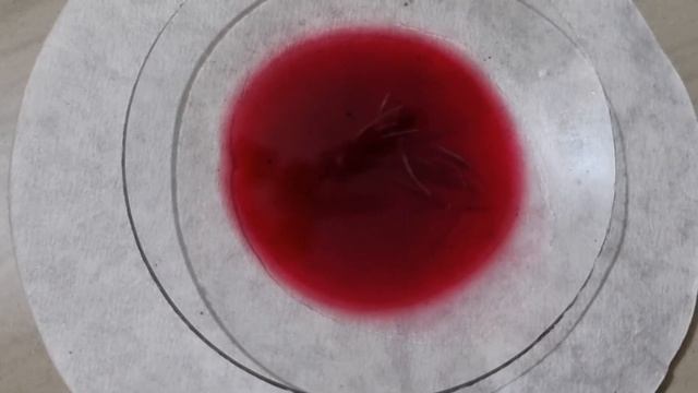 Mitosis Cell Division From Onion Root Tip|| Biology Practical| B.Sc Honours