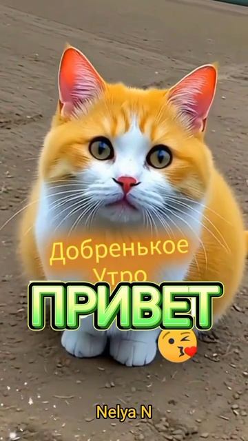 Доброе утро - ДОбрый вечер. ВидеоОткрытки на каждый день смотреть онлайн