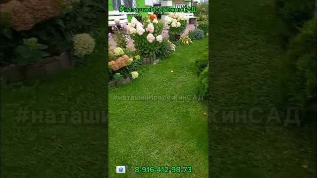 ЛиттлЛайм Гортензия Метельчатая- сообщество ВК «МОЯ ГОРТЕНЗИЯ»: Https://vk.com/moiagortenzia