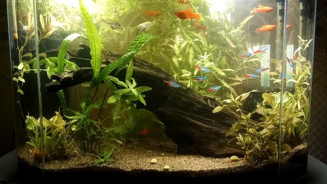 Неоны стурисомы меченосцы смотреть онлайн