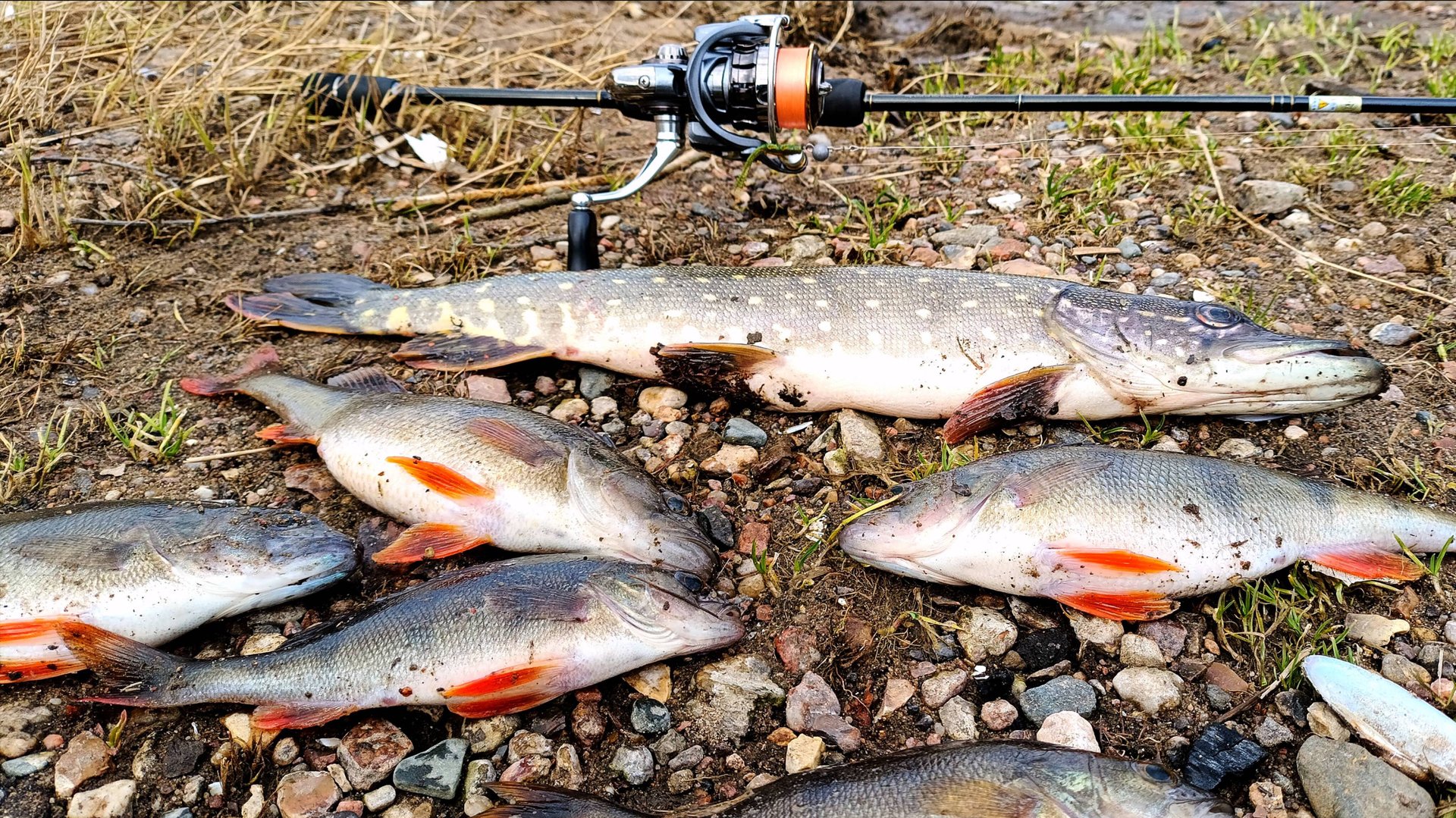 Рыбалка весной на малой реке. Ловля ОКУНЯ и ЩУКИ на спиннинг. МИКРОДЖИГ работает! смотреть онлайн