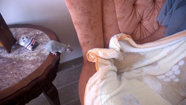 Крыса прыгает через пропасть))) смотреть онлайн