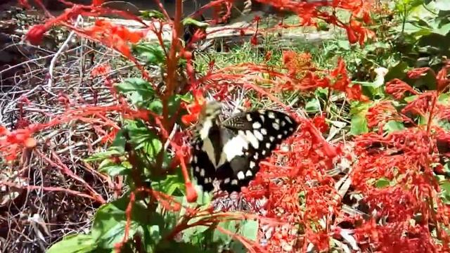 Papilio demoleus (Linnaeus, 1758; динамика). смотреть онлайн