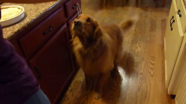 dog who like apple смотреть онлайн