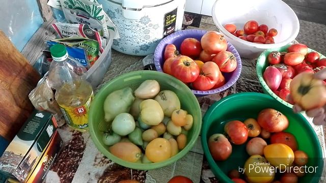 ПЕРЕБИРАЮ ТОМАТЫ/МОИ ВПЕЧАТЛЕНИЯ ПРО ЯНДЕКС ДЗЕН/ЖИЗНЬ В СЕЛЕ. смотреть онлайн