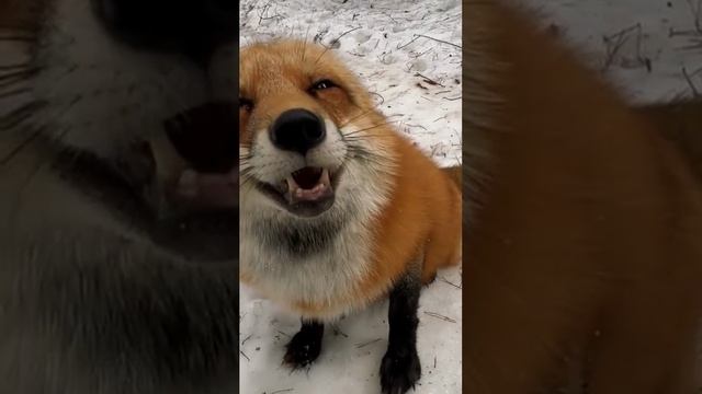 лисичка смотреть онлайн