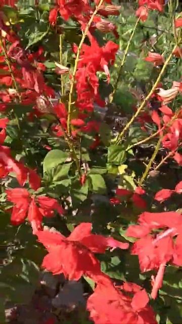 сальвия смотреть онлайн