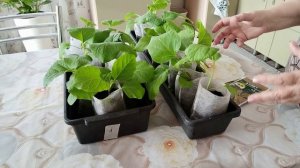 Уход за баклажанами. Подсыпаю землю, делаю подкормку. Чтобы рассада не вытягивалась и была коренасто