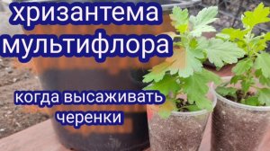 Хризантема мультифлора. Куда высаживать, когда высаживать и в какой объём.