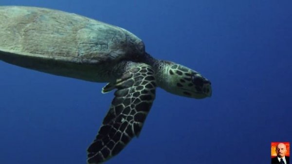 Красное море