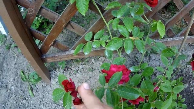 Новые розы в сад, мимо которых не смогла пройти Бегония / посадка в подвесное кашпо смотреть онлайн