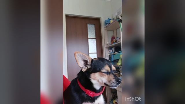 #поющаясобака#тойтерьер#собакапоёт#животные#домашние любимцы