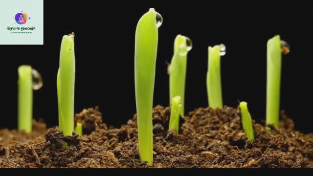 Растение тянется к свету, эксперимент - как растение пробивает бетон смотреть онлайн