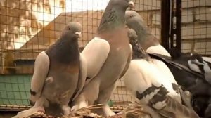 Голуби сизые, Казахстан.