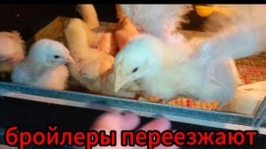 Русские бройлеры в квартире🐥пересадка в большой брудер...перепёлкам нужны новые самцы...