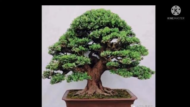 #inspirasibonsaidunia keren dan joss смотреть онлайн