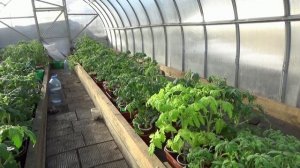 Как я готовлю грунт в теплице для высадки томатов? Каждый год по-разному!