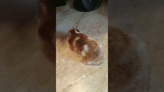 Наш хомяк смотреть онлайн