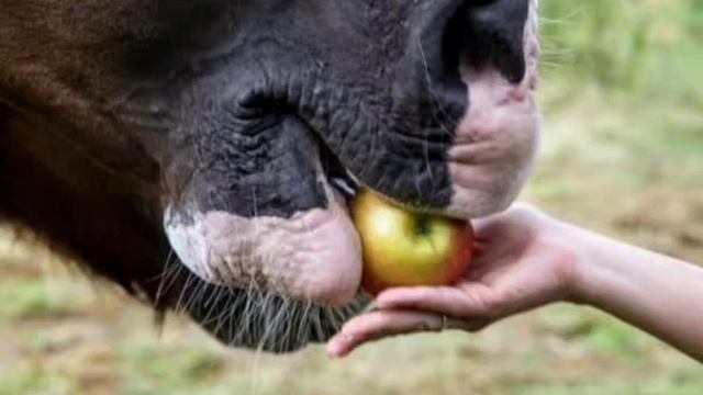 horse eats an apple from the palm смотреть онлайн