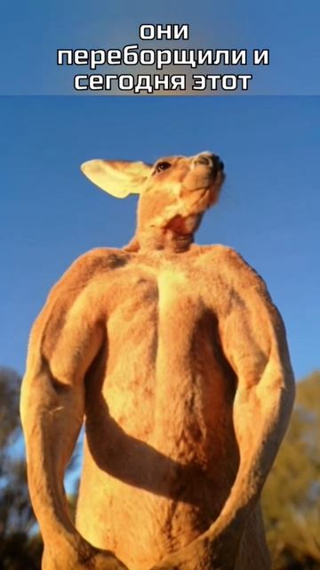 кенгуру #животныймир #животные