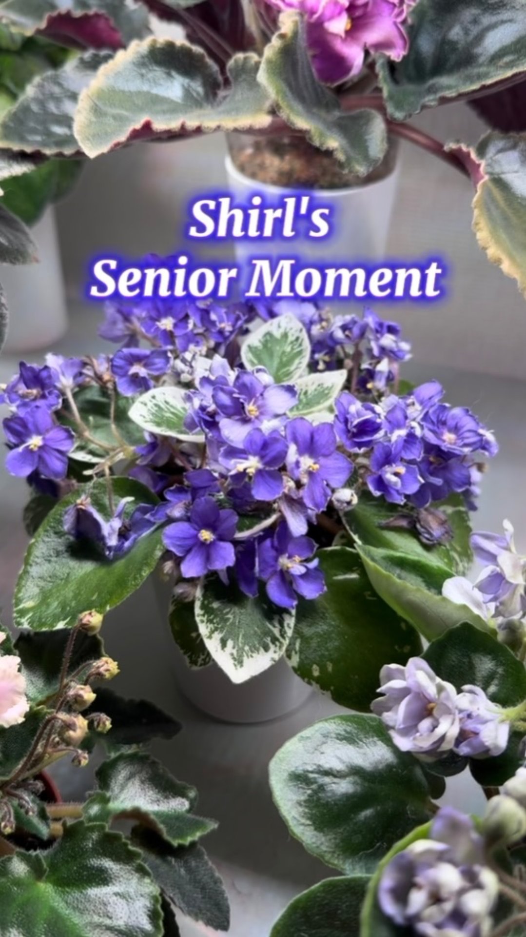 Сеньор Момент