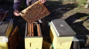 2 апреля ставлю 145 корпуса под мед