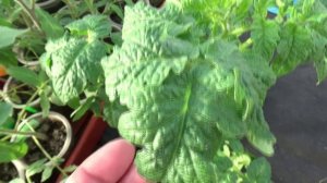 Листья томатов в пупырышках. Что это? Ответ на вопрос зрителя.