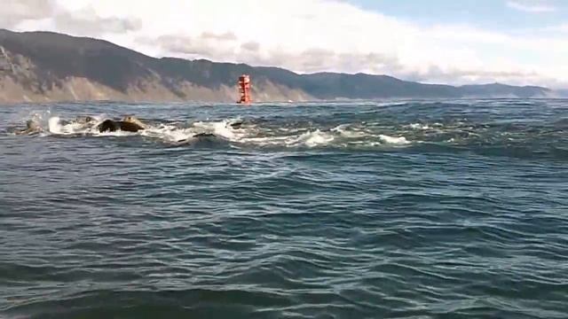 gs8 sea lions смотреть онлайн