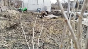 Как отличить почки на смородине, в которых поселился почковый клещ, от здоровых почек.