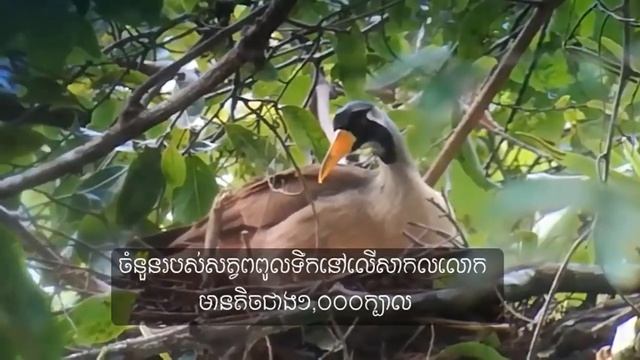 សត្វអីនេះលើដើមឈើ🐦? What this species is🐤 #Shorts #Wildlife смотреть онлайн