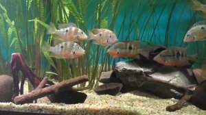 Цихлазома Эллиота