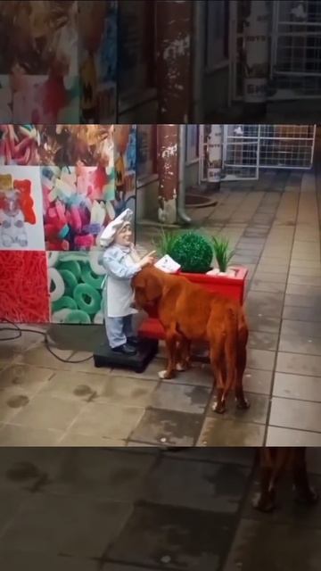 Пес смотреть онлайн