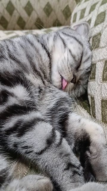 Спит с высунутым языком