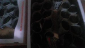 Рассада перца VID_20250403_092049