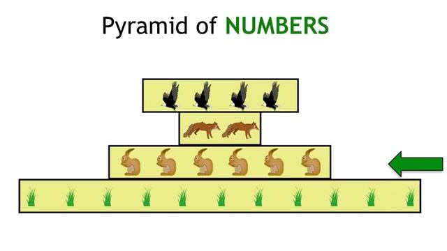 Ecological Pyramids | Ecology & Environment | Biology | FuseSchool смотреть онлайн