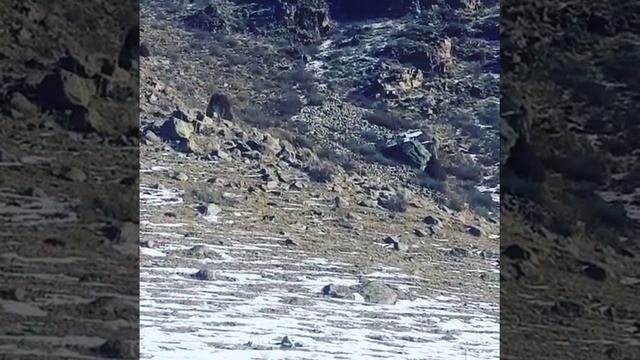 Кыргыз Тайганы Кыргызстан 🇰🇬🔥 смотреть онлайн