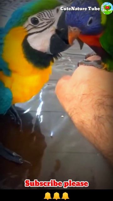 Love Birds, Arara e papagaio Macao and Parrot Love relation смотреть онлайн