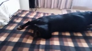 А у вас собаки едят голубику?