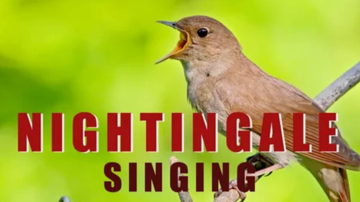 Как поет соловей. Nightingale singing смотреть онлайн