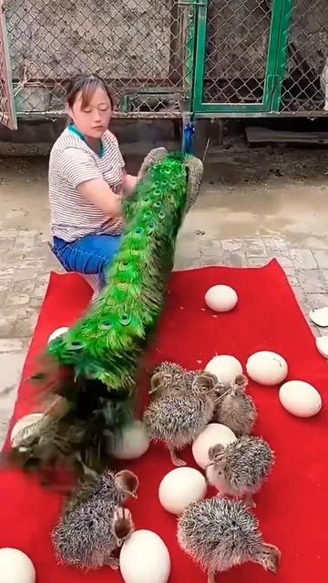 Peacock eggs wow смотреть онлайн
