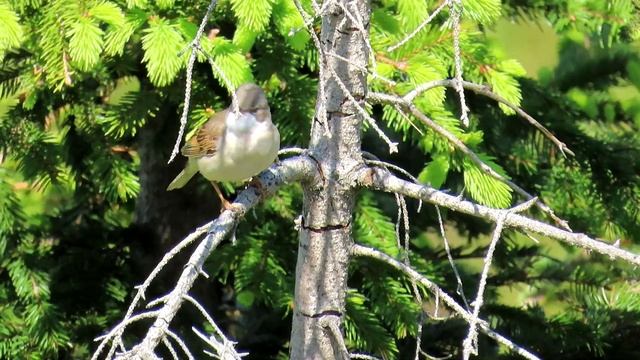 788. Pěnice hnědokřídlá, Common Whitethroat, Dorngrasmücke , Серая славка, Cierniówka смотреть онлайн