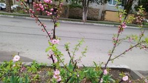 video_2025-04-03_14-15-18