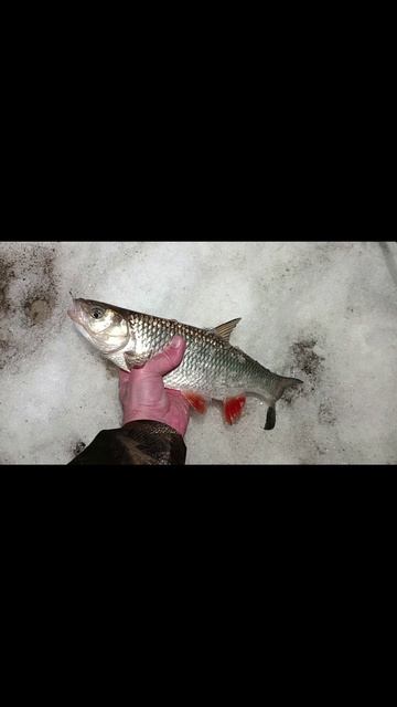 Поймал головля