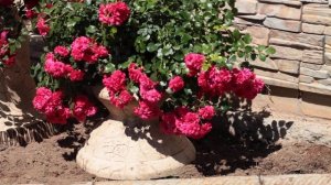 Роза Гартнерфройде Gartnerfreude, почвопокровная роза