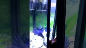 Рыбка петушок дерется со своим отражением!