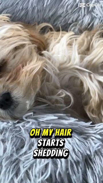 If u don’t comment a spider Dino 🕷️ 🦖 will eat you смотреть онлайн